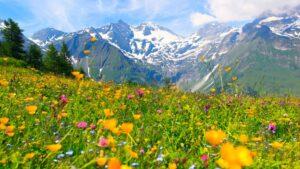 Alpjobs - The Austrian Alps are blooming again