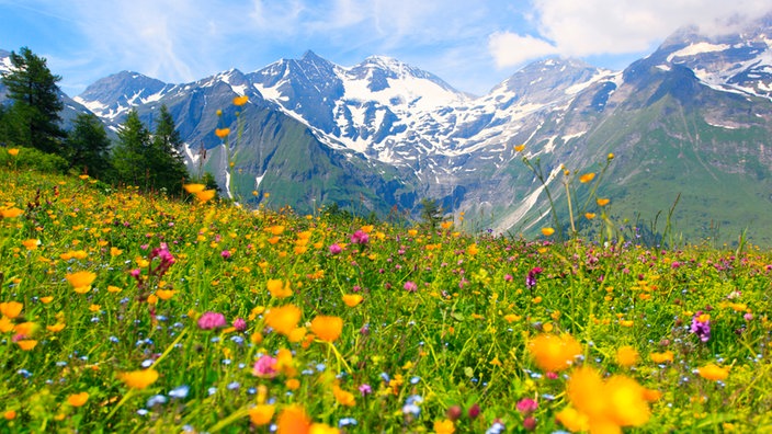 Alpjobs - The Austrian Alps are blooming again